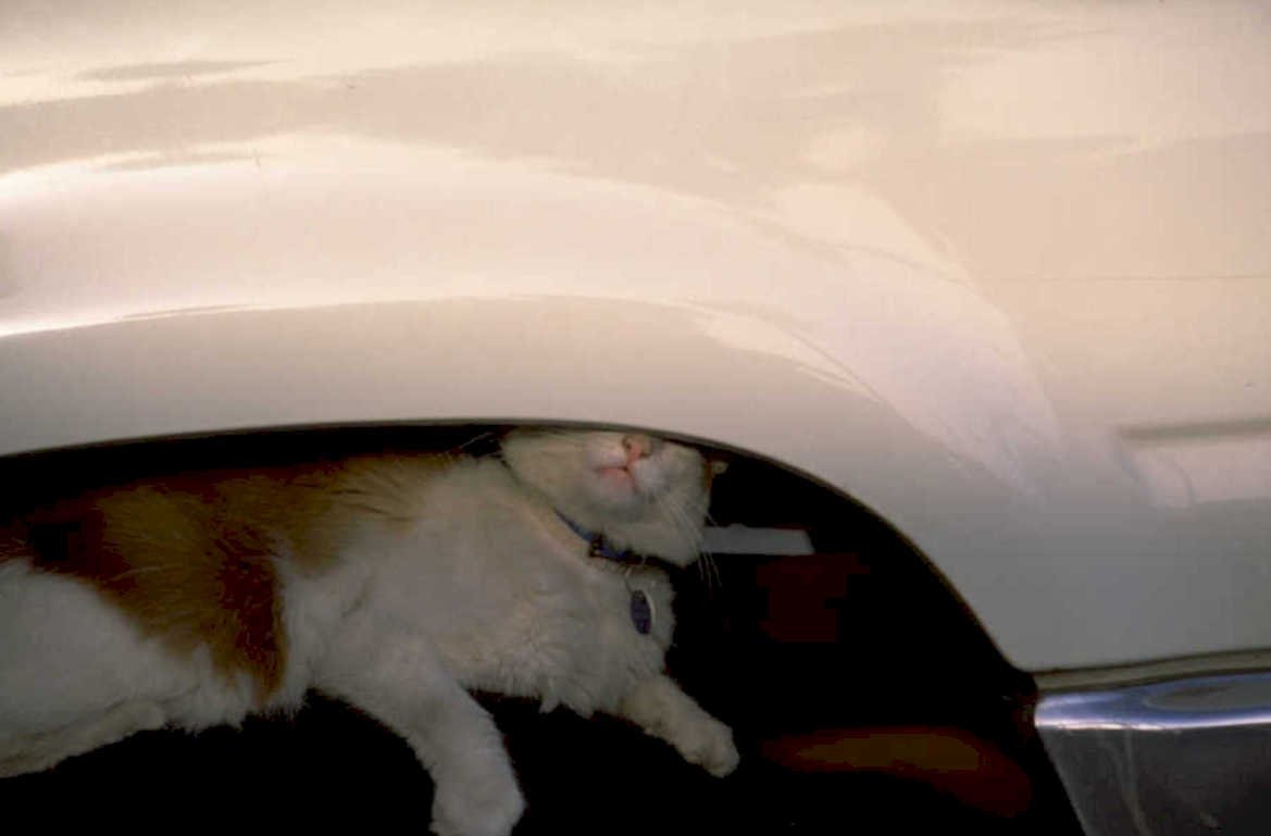 cat under car 1980s 1990s A4 Photo Print