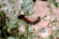 caterpillar thistle flower1980s 1990s A4 Photo Print