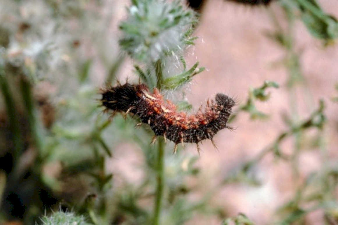 caterpillar thistle flower1980s 1990s A4 Photo Print