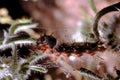 caterpillar thistle stem1980s 1990s A4 Photo Print