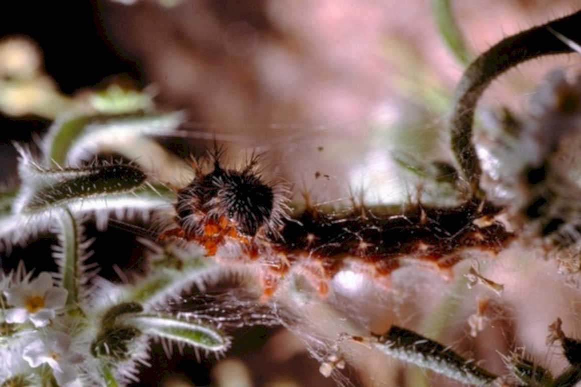 caterpillar thistle stem1980s 1990s A4 Photo Print