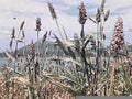 cattail field wetland1980s 1990s A4 Photo Print
