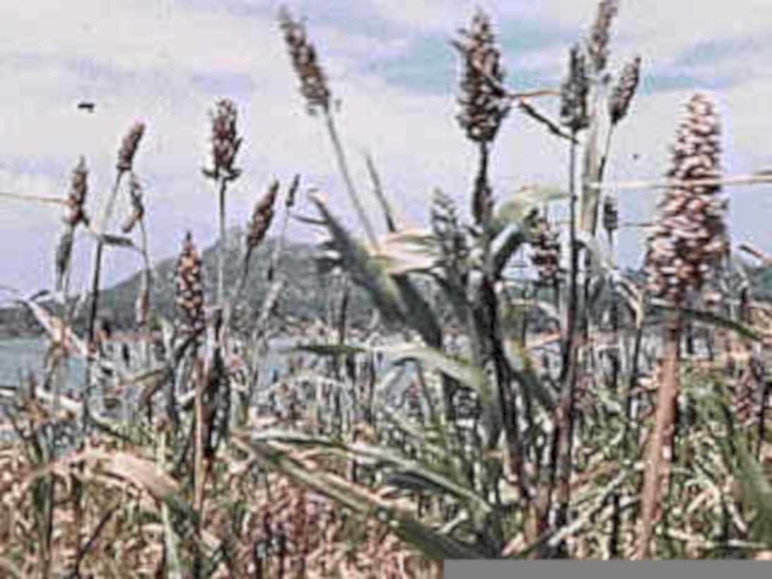 cattail field wetland1980s 1990s A4 Photo Print