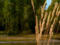 cattail forest water1980s 1990s A4 Photo Print