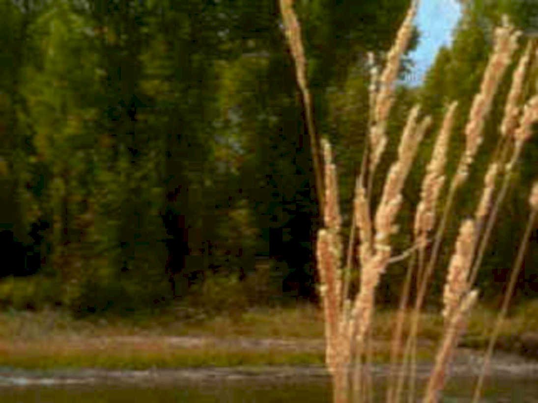 cattail forest water1980s 1990s A4 Photo Print