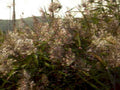 cattail marsh landscape1980s 1990s A4 Photo Print