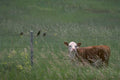 cattle birds montana 1980s 1990s A4 Photo Print