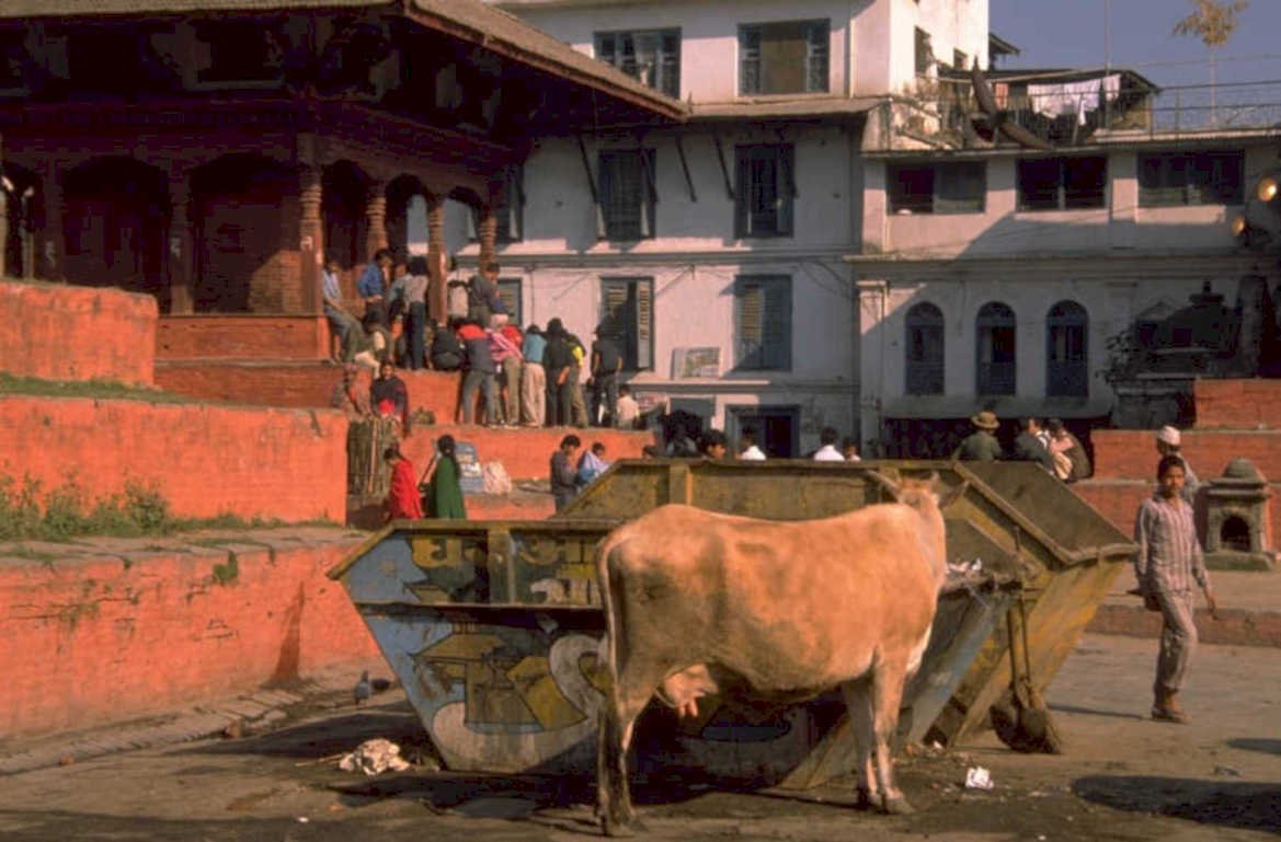 cattle cart durbar 1980s 1990s A4 Photo Print