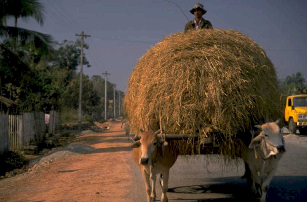 cattle cart rice 1980s 1990s A4 Photo Print