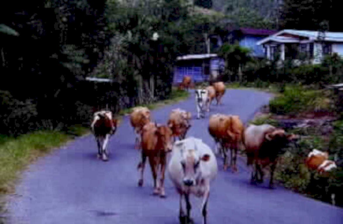 cattle drive road1980s 1990s A4 Photo Print