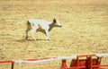 cattle drive rural Vintage A4 Photo Print