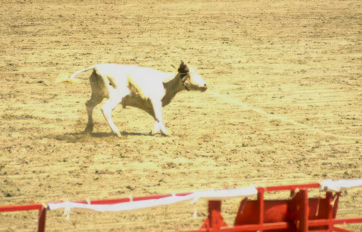 cattle drive rural Vintage A4 Photo Print