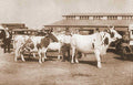 cattle fair cows Vintage world war A4 Photo Print