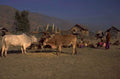 cattle feeding scene 1980s 1990s A4 Photo Print