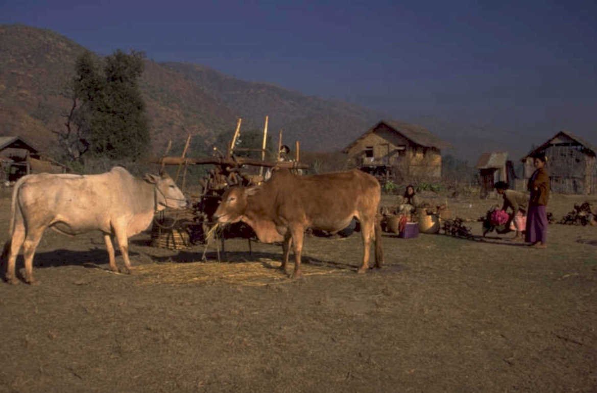 cattle feeding scene 1980s 1990s A4 Photo Print