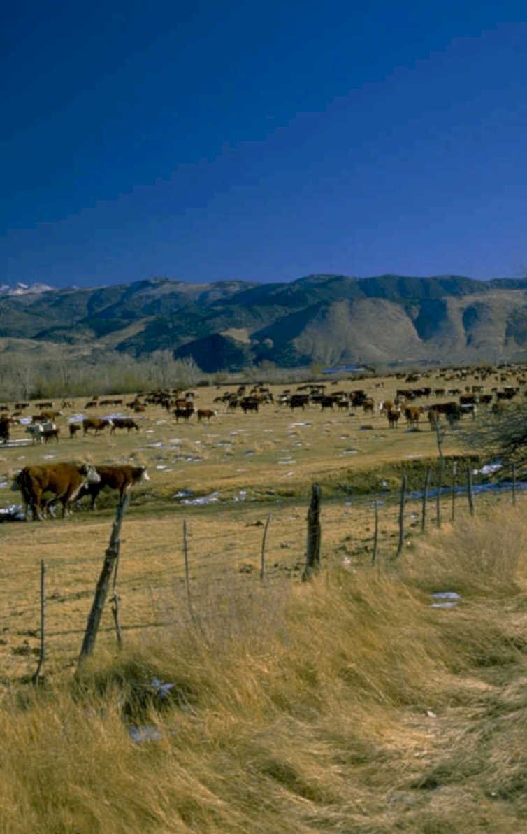 cattle field mountains 1980s 1990s A4 Photo Print