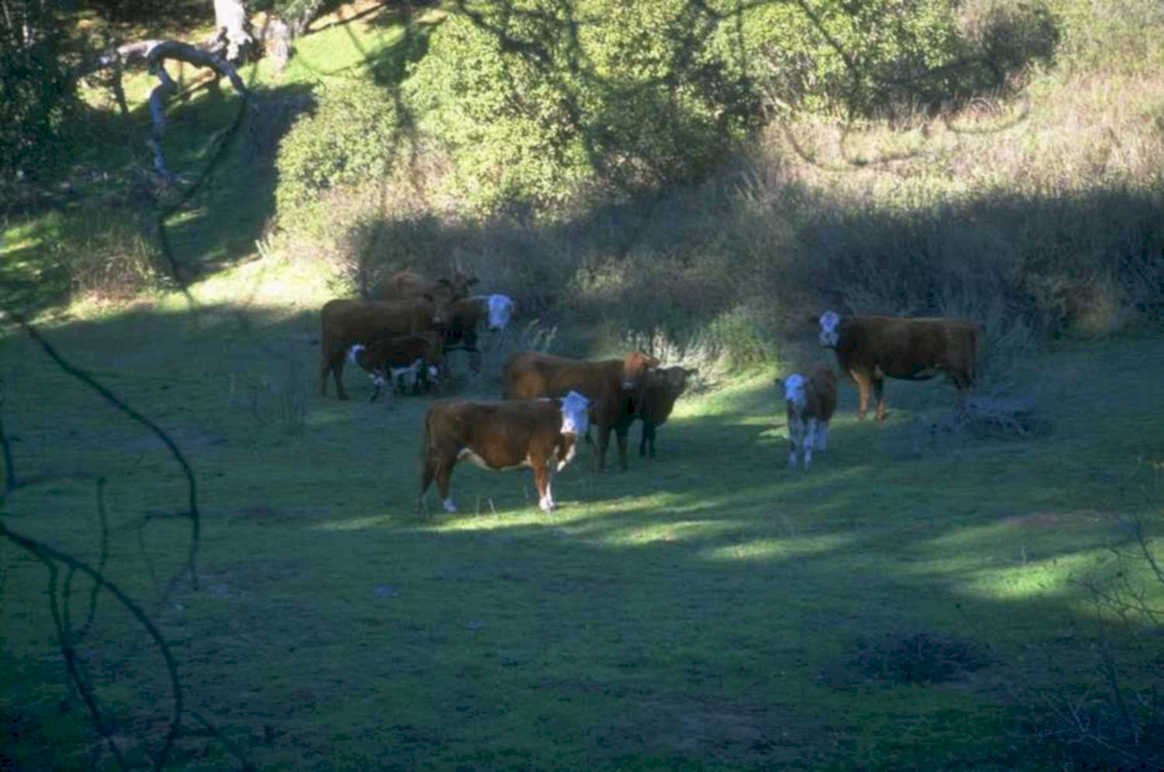 cattle field sun 1980s 1990s A4 Photo Print