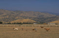 cattle foothills landscape 1980s 1990s A4 Photo Print