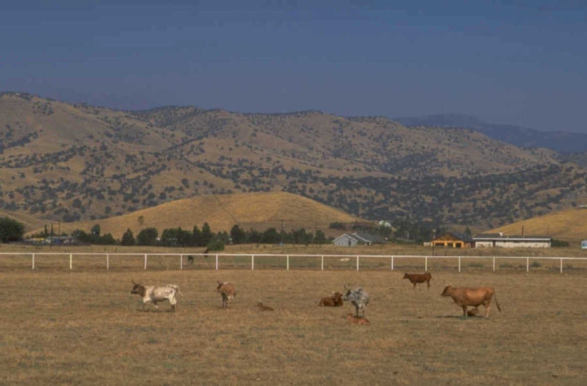 cattle foothills landscape 1980s 1990s A4 Photo Print