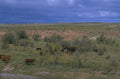 cattle grazing landscape 1980s 1990s A4 Photo Print