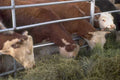 cattle grazing pen 1980s 1990s A4 Photo Print