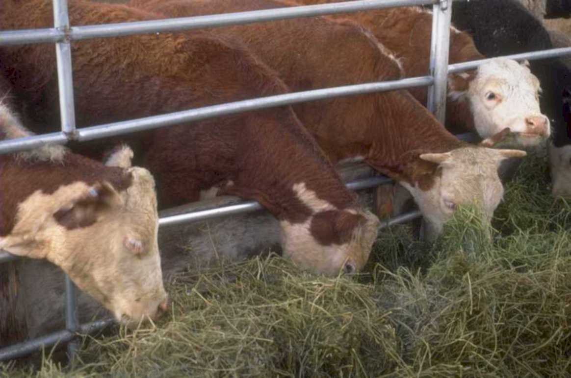 cattle grazing pen 1980s 1990s A4 Photo Print