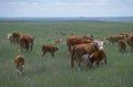 cattle grazing plains 1980s 1990s A4 Photo Print