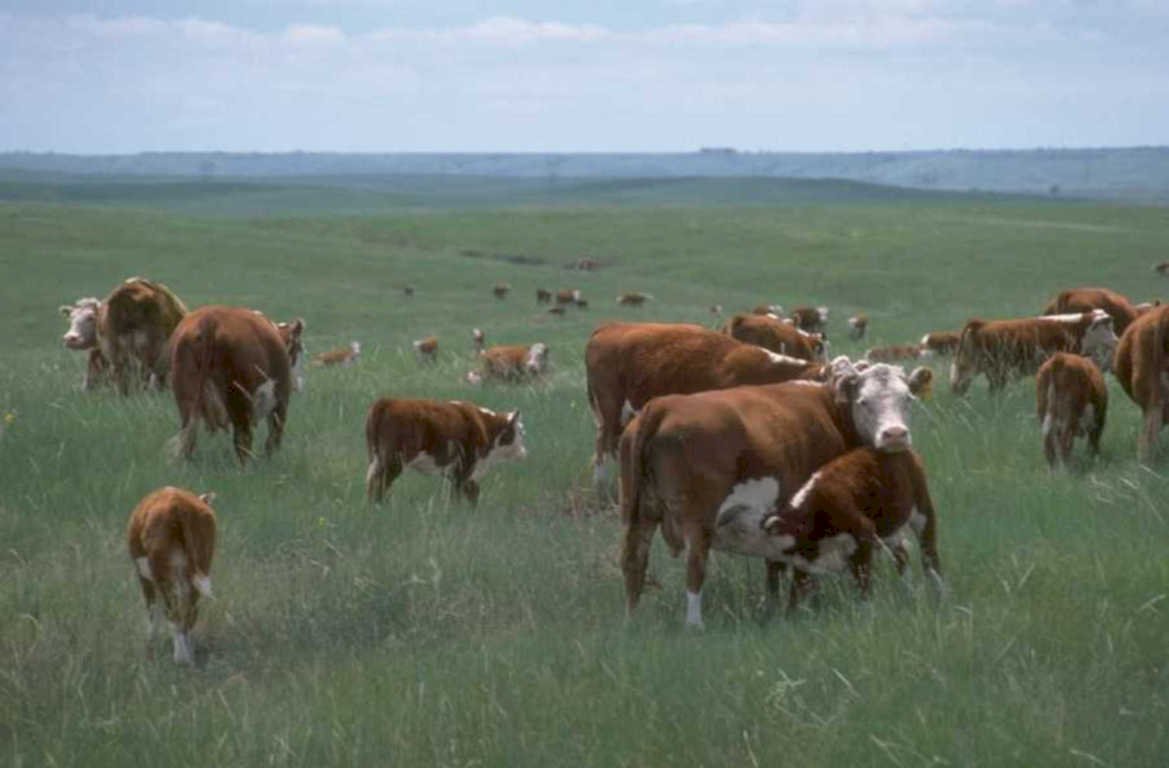 cattle grazing plains 1980s 1990s A4 Photo Print