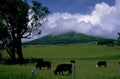 cattle haleakala maui 1980s 1990s A4 Photo Print