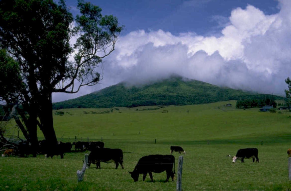 cattle haleakala maui 1980s 1990s A4 Photo Print