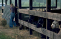 cattle hay shelter Vintage A4 Photo Print