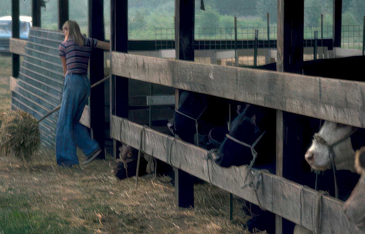 cattle hay shelter Vintage A4 Photo Print