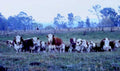 cattle herd australia1980s 1990s A4 Photo Print