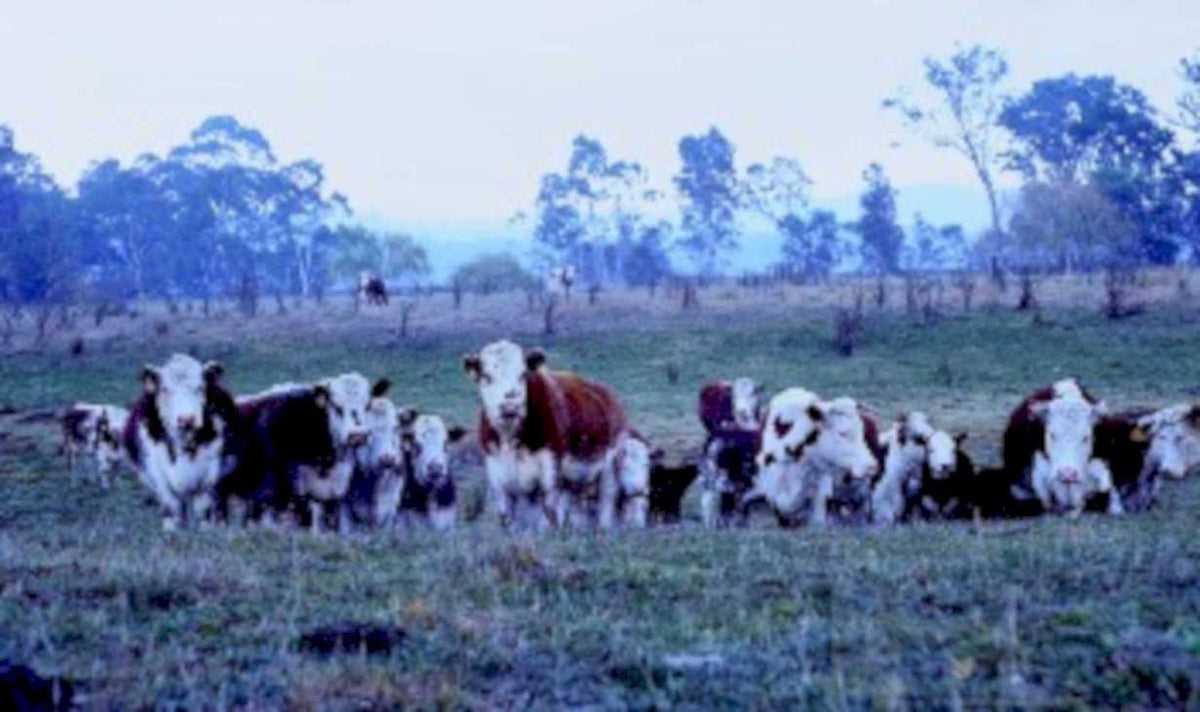 cattle herd australia1980s 1990s A4 Photo Print