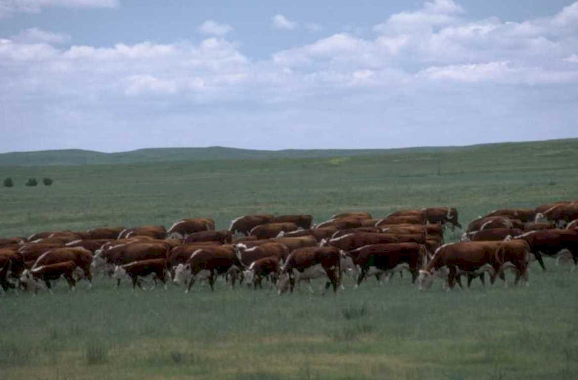 cattle herd montana 1 1980s 1990s A4 Photo Print