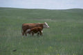 cattle herd montana 2 1980s 1990s A4 Photo Print