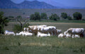 cattle herd mountains Vintage A4 Photo Print