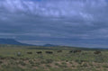 cattle herd newmexico 1980s 1990s A4 Photo Print