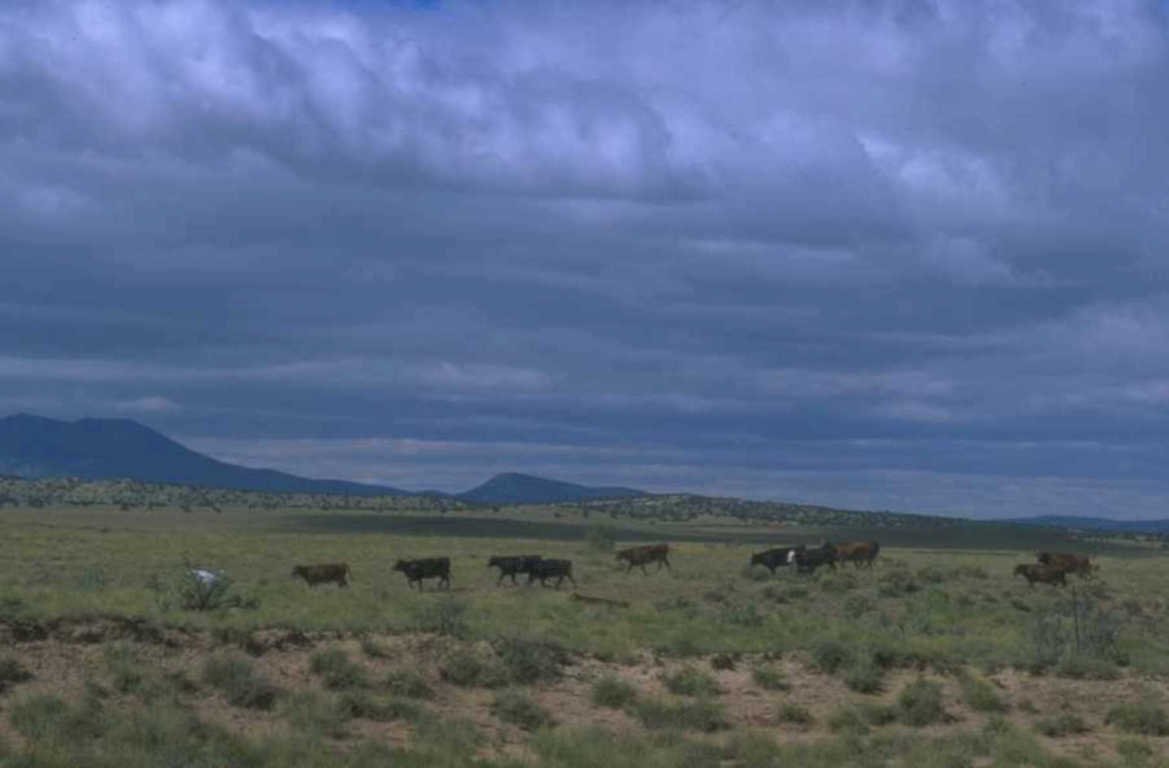 cattle herd newmexico 1980s 1990s A4 Photo Print