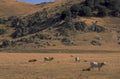cattle hills landscape 1980s 1990s A4 Photo Print