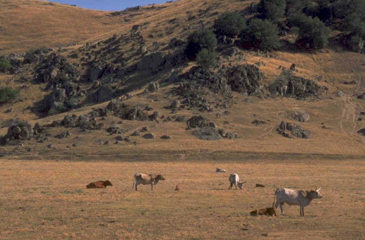 cattle hills landscape 1980s 1990s A4 Photo Print