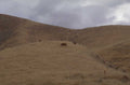 cattle hillside fence 1980s 1990s A4 Photo Print