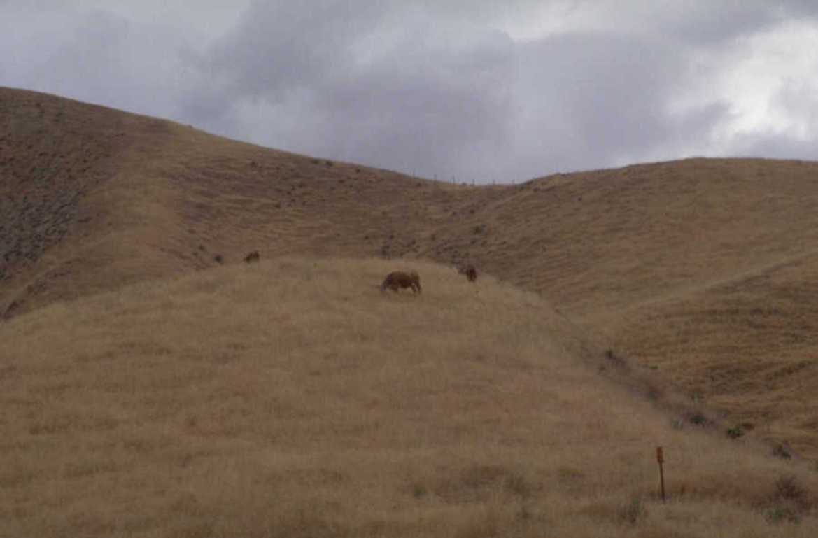 cattle hillside fence 1980s 1990s A4 Photo Print