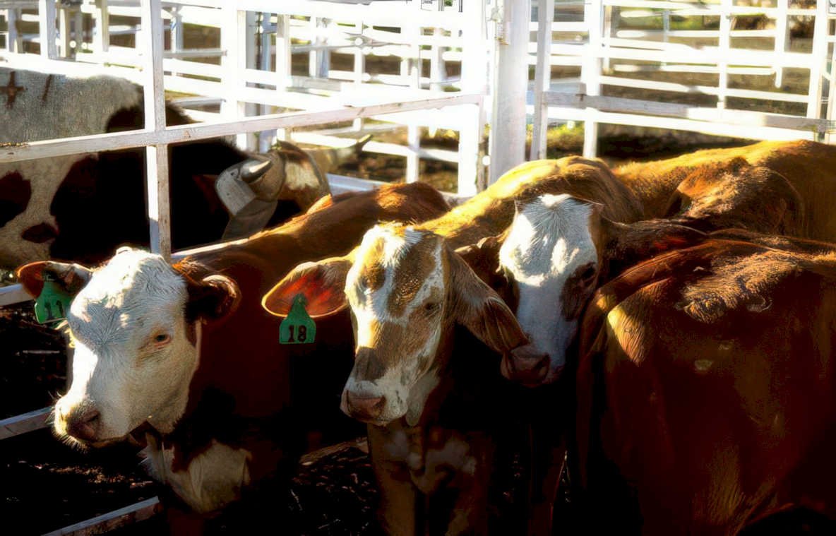cattle holstein iowa Vintage A4 Photo Print