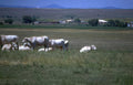 cattle montana landscape Vintage A4 Photo Print