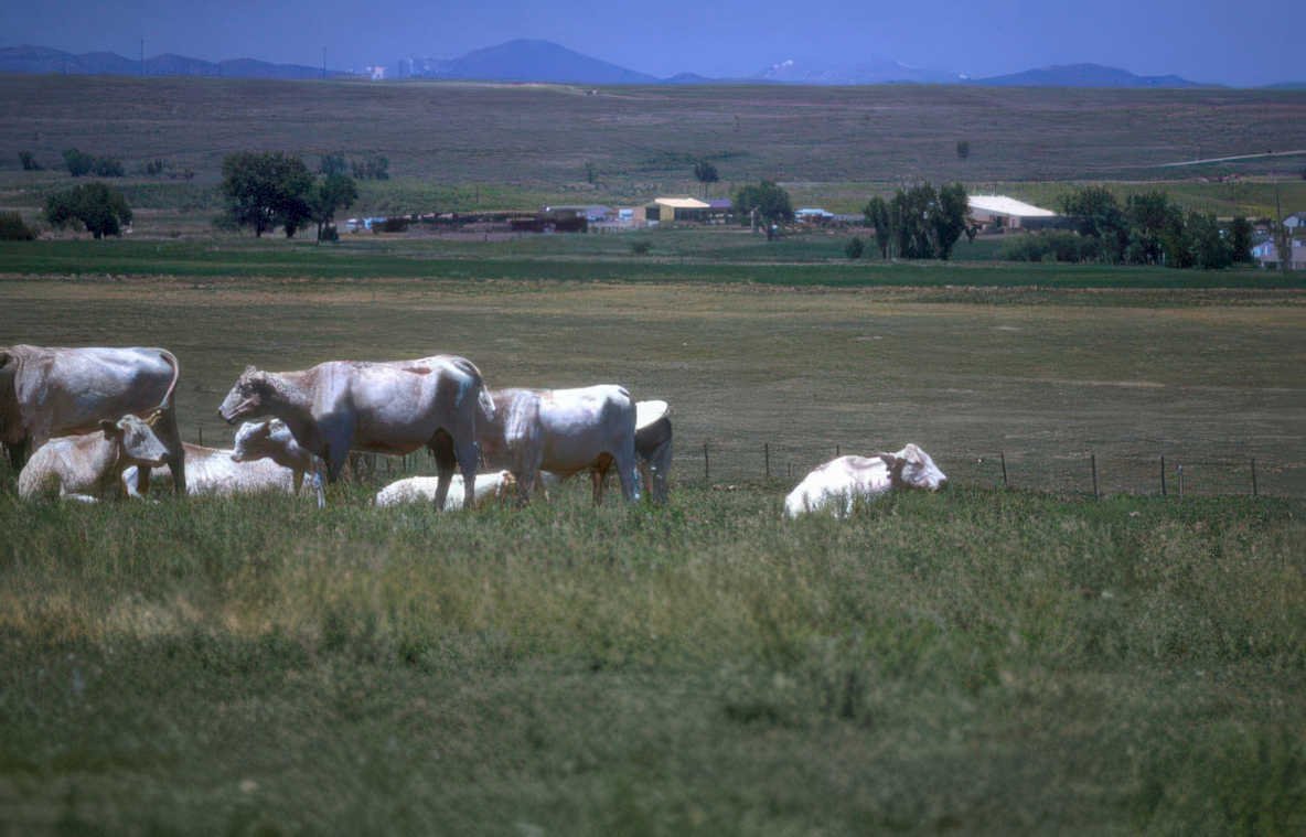 cattle montana landscape Vintage A4 Photo Print