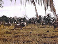 cattle palm field1980s 1990s A4 Photo Print
