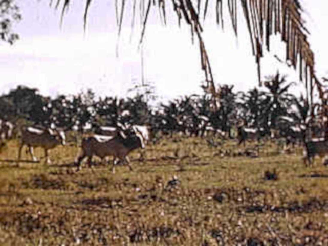 cattle palm field1980s 1990s A4 Photo Print