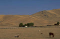 cattle palouse hills 1980s 1990s A4 Photo Print
