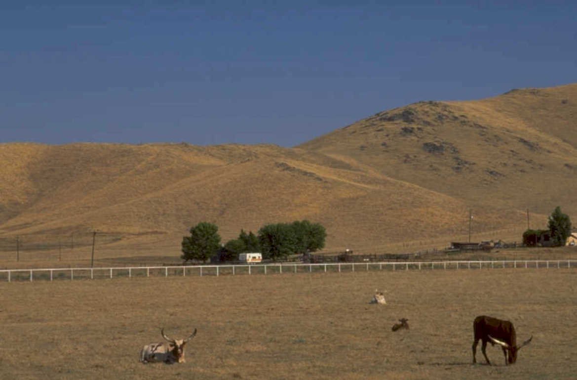 cattle palouse hills 1980s 1990s A4 Photo Print